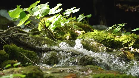 Small-forest-river-forest-stream-flowing-over-rocks-and-branches