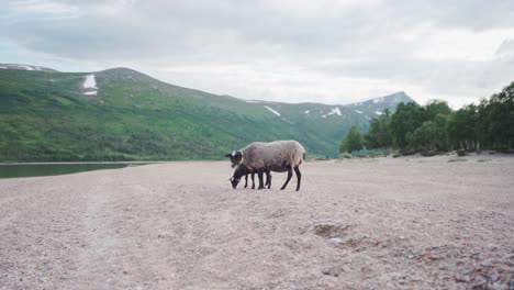 Zwei-Schwarze-Schafe-Stehen-Am-Seeufer-Mit-Blick-Auf-Die-Berge-In-Norwegen