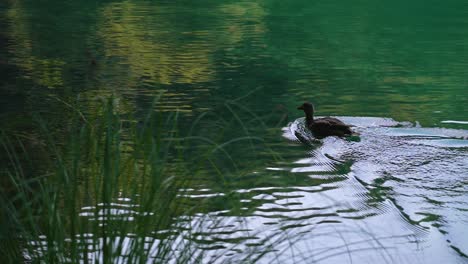 Camera-shot-follows-a-duck-swimming-in-the-pond