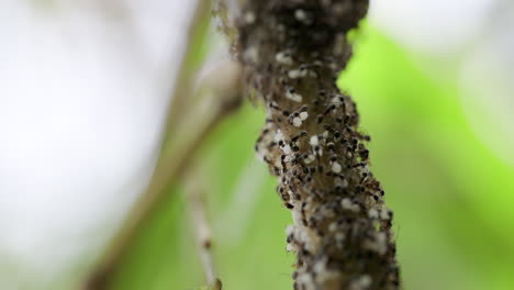 Ameisenhaufen-Marschieren-Mit-Eiern-An-Einen-Neuen-Ort-Mit-Den-Eiern-Und-Larven-Zum-Neuen-Nest
