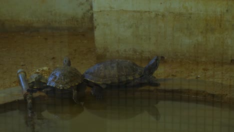Group-Of-Turtles-Perched-On-Edge-Of-Pond-Inside-Zoo-Enclosure