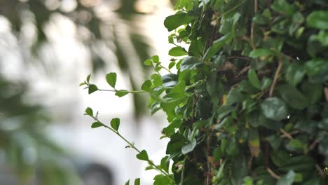 Green-Creeper-Vegetation-Plant-On-Side-Of-Wall-With-Bokeh-Background