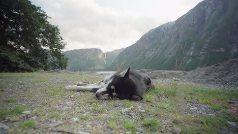 Perro-Mascota-Cansado-Durmiendo-Pacíficamente-En-El-Suelo-En-La-Montaña