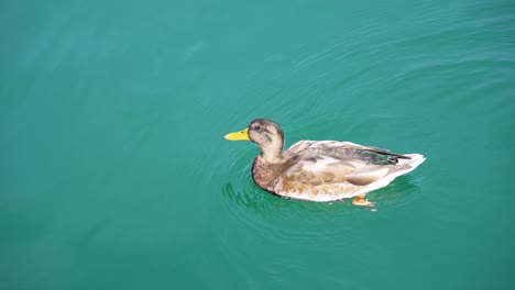 Slow-motion-close-up-of-a-duck-swimming-in-bright-turquoise-water-from-right-to-left-side