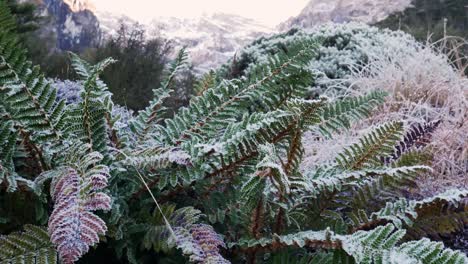 Close-up-shot-of-frozen-fern-plants-in-national-park-of-New-Zealand-during-winter