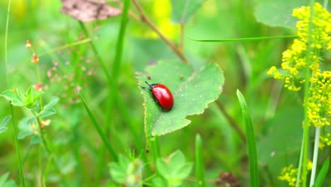 A-ladybug-sitting-on-a-leaf-in-the-grass