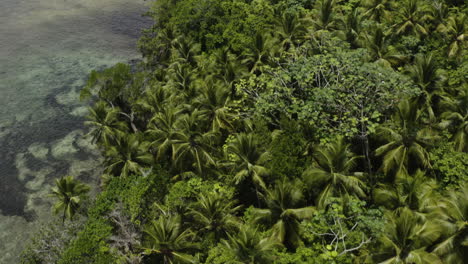 AERIAL---Palm-tree-jungle,-Playa-Rincon-beach,-Dominican-Republic,-forward-tilt-up
