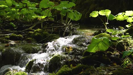 Magischer-Blick-Auf-Einen-Kleinen-Waldfluss,-Der-über-Eine-Kaskade-Von-Felsen-Zwischen-Grünen-Pflanzen-Fließt,-Die-Im-Sonnenlicht-Baden