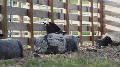 Tagsüber-Schwarze-Schafe-In-Einem-Holzgehege