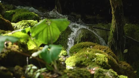 Magical-view-of-small-forest-river-flowing-over-cascade-of-rocks-covered-with-moss
