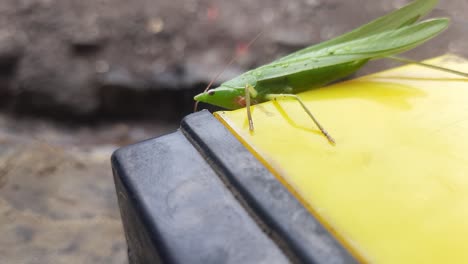 Long-headed-Toothpick-Grasshopper