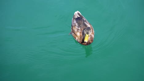 Zeitlupe-Nahaufnahme-Einer-Ente,-Die-In-Hell-Türkisfarbenem-Wasser-Schwimmt