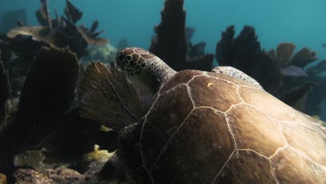Meeresschildkröte,-Die-Bei-Hellem-Sonnenlicht-Durch-Den-Ozean-In-Der-Nähe-Der-Kamera-Schwimmt