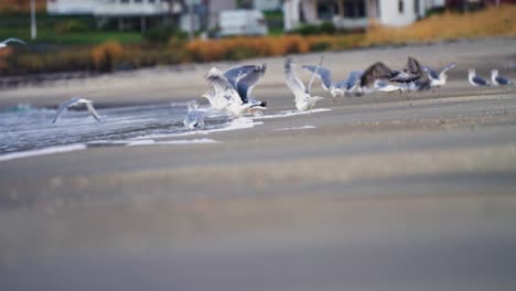 Seagulls-are-taking-off-and-flying-from-the-surf