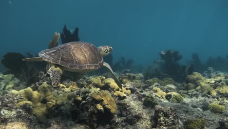 Sea-Turtle-swimming-across-a-coral-reef-at-the-florida-keys-with-bright-sunlight