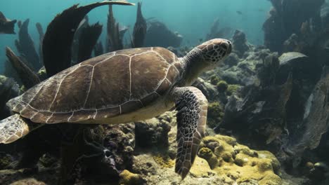 Meeresschildkröten-Schwimmen-Im-Blauen-Ozean-Durch-Ein-Korallenriff-Mit-Hellem-Sonnenlicht