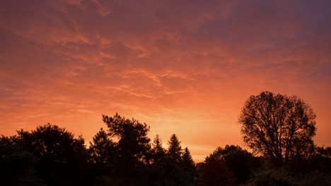 Beautiful-morning-sunrise-beyond-the-trees--Time-lapse