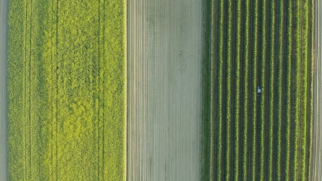 Aerial-overhead-shot-of-cropland-with-a-tractor-harvesting
