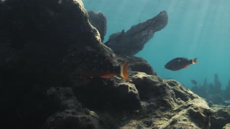 Bunte-Fische-Schwimmen-Neben-Großen-Felsen-über-Eine-Korallenrolle