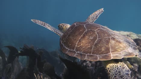 Meeresschildkröte,-Die-Durch-Ein-Korallenriff-Im-Blauen-Ozean-Schwimmt