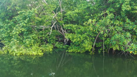 Puerto-Rico-Fluss-Seelandschaft-Grüne-Vegetation,-Ruhiges-Wasser,-Tag