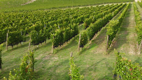 Vineyard-agriculture-field-organic-viticulture-in-Langhe,-Piedmont