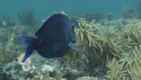 Ein-Fisch,-Der-Durch-Ein-Marines-Ökosystem-In-Den-Florida-Keys-Schwimmt