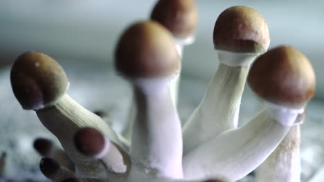 Various-4k-closeup-shots-of-a-growing-batch-of-psilocybe-mushrooms