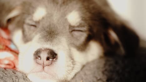Various-closeup-shots-of-sleepy-puppy-in-evening-light