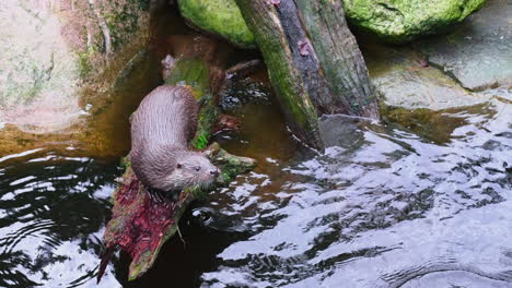 Otter-climbing-on-a-wet-forest-log,-on-a-cloudy-day---still-shot---Lutra