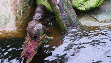 Two-Otters-on-a-fallen-log,-in-a-Scandinavian-forest-pond---still-shot---Lutra