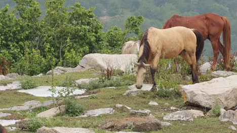 Wild-horses-looking-for-food-on-mountain-meadow-in-Yenokavan,-Armenia