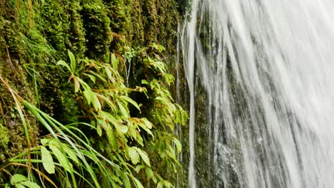 Close-up-pedestal-shot-of-strong-waterfall-along-moss-and-tropical-plants-during-sunny-day
