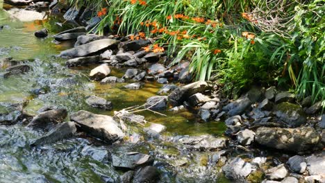 Slow-panning-close-up-shot-of-flowing-fresh-water-stream-with-green-alga-in-rocks-during-sun