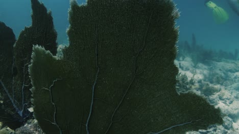 Large-leaf-of-seaweed-swinging-in-the-underwater-current