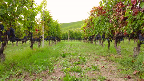 Red-wine-ripe-grapes-in-vineyard-agriculture-organic-cultivation