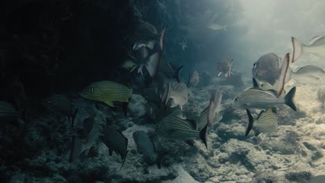 A-large-group-of-silver-fish-next-to-big-rocks-swimming-underwater