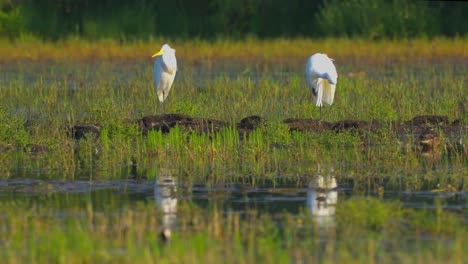 Two-white-herons-stand-in-grass,-reflecting-in-pond