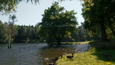 Stockenten-Schwimmen-Im-Teich-Und-Gehen-An-Sonnigen-Tagen-Auf-Dem-Grasufer