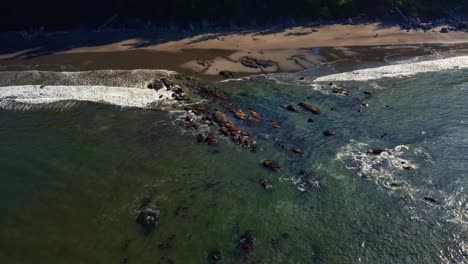Stunning-tilting-down-aerial-top-bird's-eye-drone-shot-of-small-waves-hitting-rocks-at-the-coast-of-Third-Beach-in-Forks,-Washington-in-the-Pacific-Northwest-of-the-USA-on-a-sunny-summer-morning
