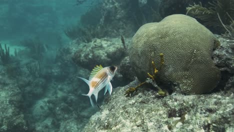 Kleiner-Fisch-Mit-Großen-Augen,-Der-In-Einem-Korallenriff-Schwimmt