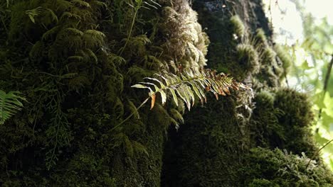 Makro-Nahaufnahme-Einer-Schönen-Kleinen-Pflanze,-Die-An-Einem-Sommermorgen-Aus-Einem-Baumstamm-Im-Hoh-Regenwald-Des-Olympic-National-Park-Im-US-Bundesstaat-Washington-Wächst