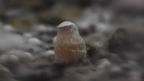 Stable-timelapse-of-psilocybin-mushroom-growing-in-4k