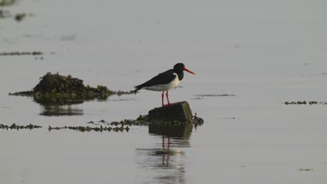A-closeup-shot-of-an-oystercatcher-sitting-on-a-rock-above-the-water-near-Texel-Island,-Netherlands