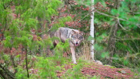 Hungry-wolf-sneaking-around-in-a-forest-on-a-cloudy,-summer-day---pan-view