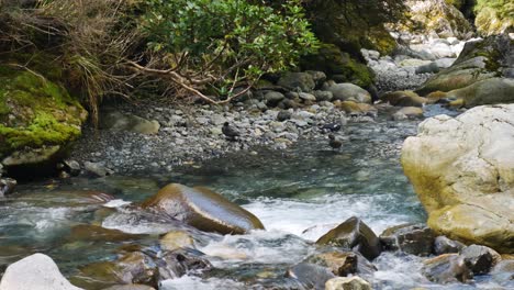 Pájaros-Refrescándose-En-El-Río-Que-Fluye-Naturalmente-Durante-El-Día-Soleado,-Falls-Creek,-Nueva-Zelanda