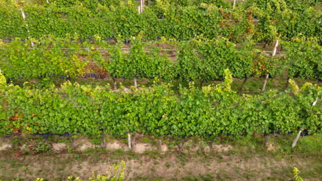 Weinbau-Bio-Anbaufeld-Luftbild