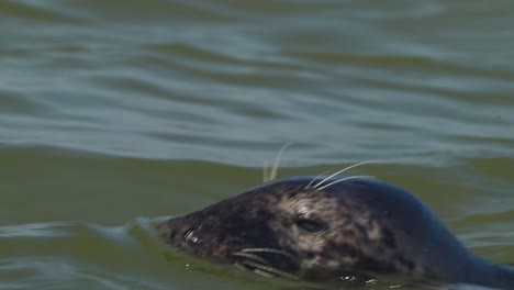 Eine-Nahaufnahme-Einer-Seerobbe,-Die-In-Der-Nähe-Der-Insel-Texel,-Niederlande,-Schwimmt