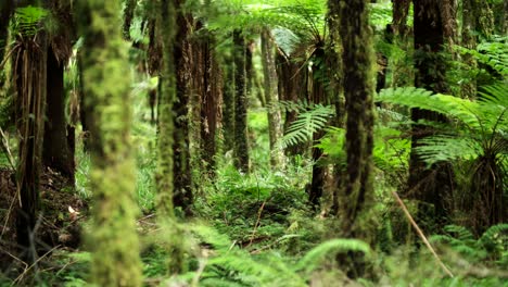Punga-fern-trees-in-primeval-lush-forest,-undergrowth-of-New-Zealand-bush
