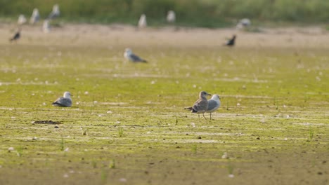 View-Of-Seagulls-On-Green-Flat-Ground-At-Texel-Island